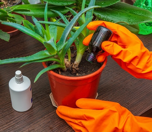 fertilizing aloevera
