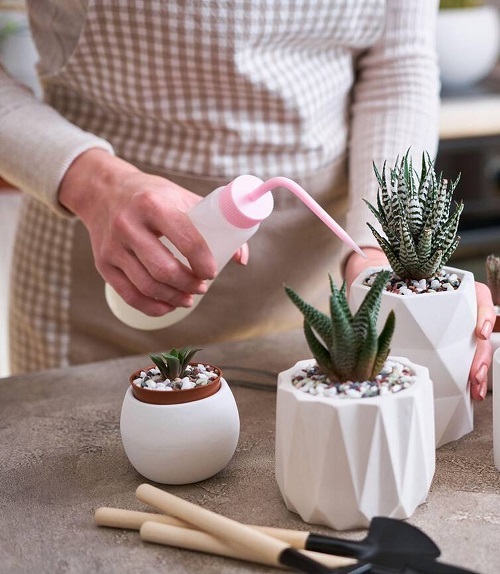 Encourage haworthia for fuller growth 6