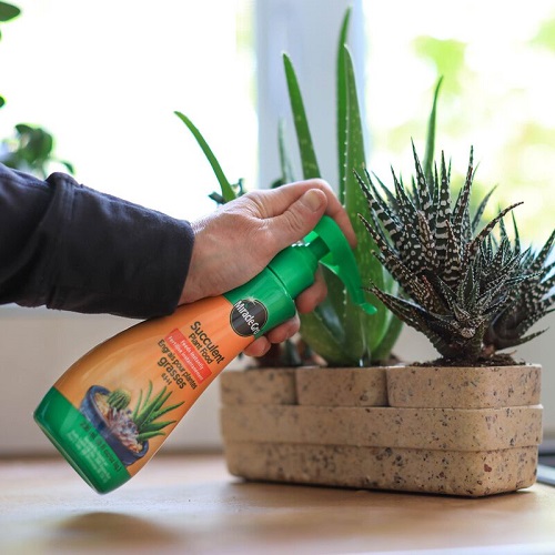 Requirements of Succulents7