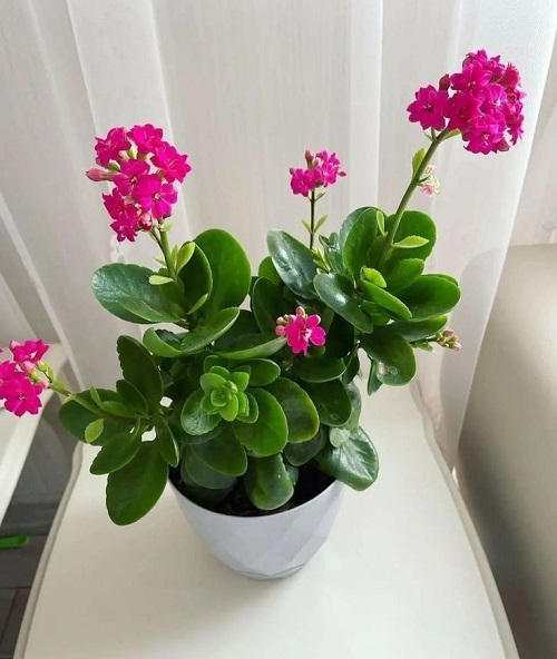Succulents That Improve Mood and Reduce Anxiety 6