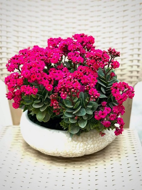 flowering succulent 
