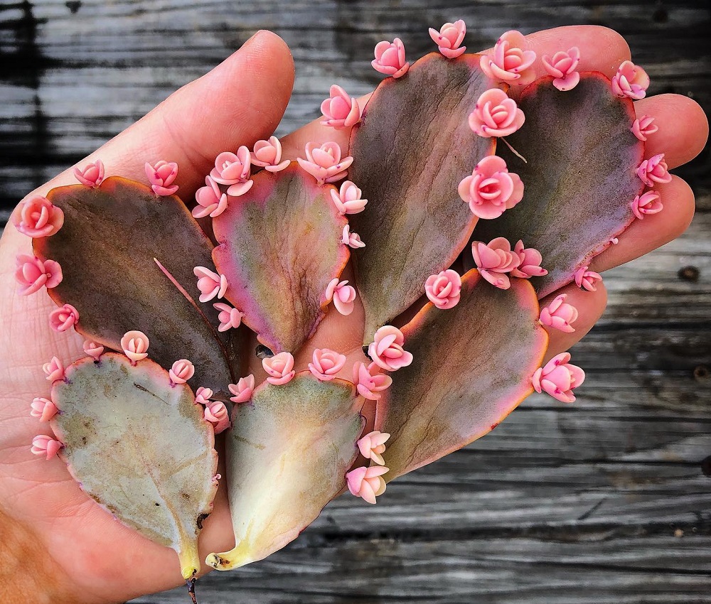  Propagate Succulent Leaves without soil 1