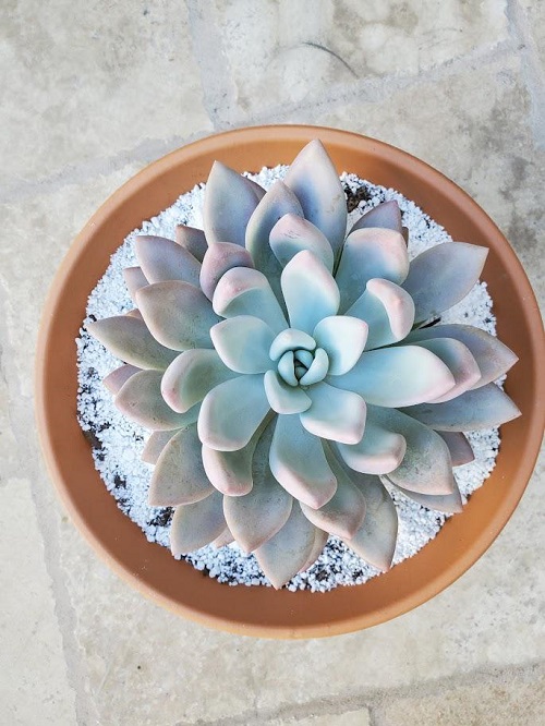 Make a Succulent Bloom Faster 2