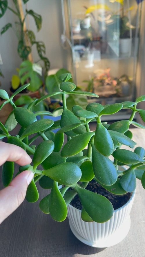  Propagate Succulent Leaves without soil 2