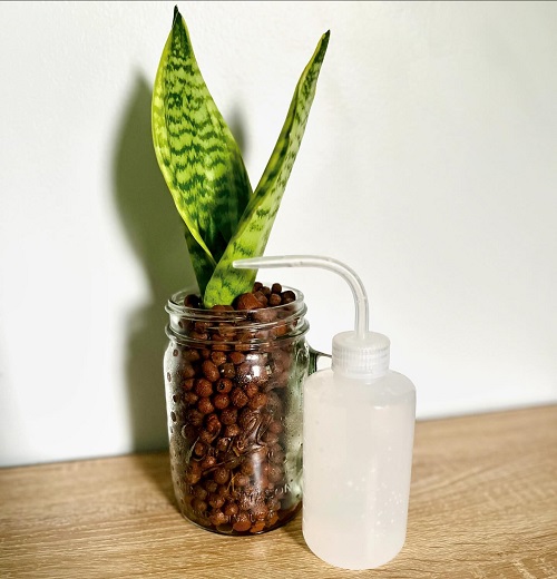  Grow a Snake Plant in Just Pebbles 5