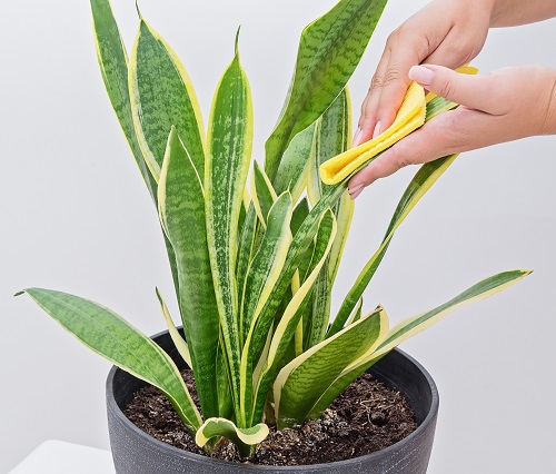 Lemon Water Wipe on snake plant
