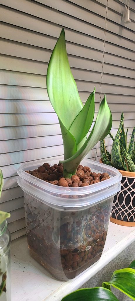  Grow a Snake Plant in Just Pebbles 6