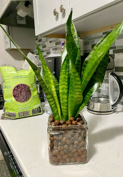  Grow a Snake Plant in Just Pebbles 7