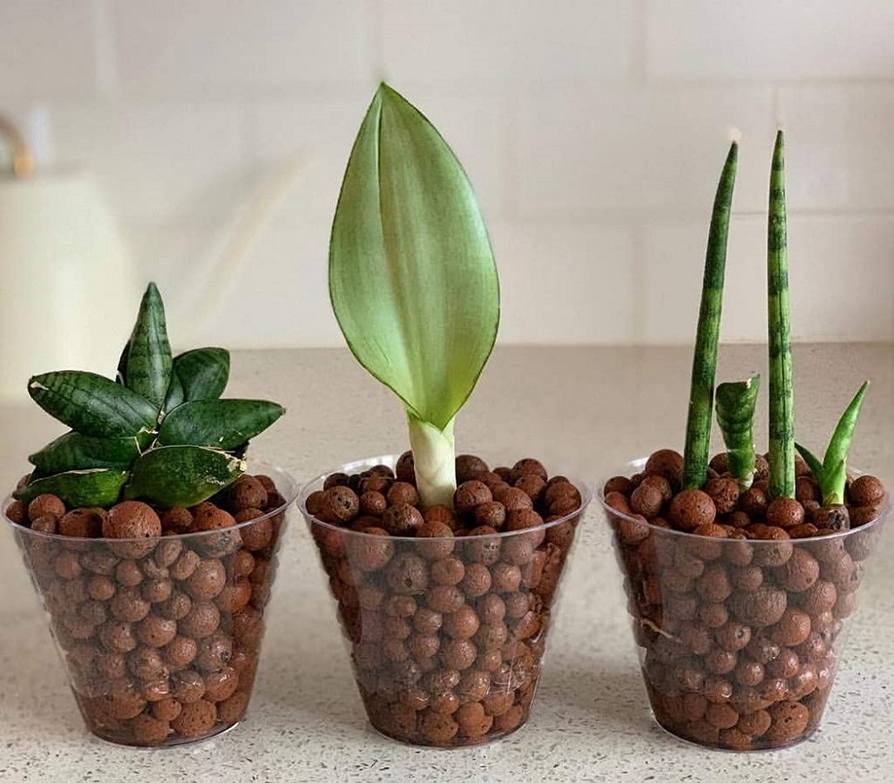  Grow a Snake Plant in Just Pebbles 1