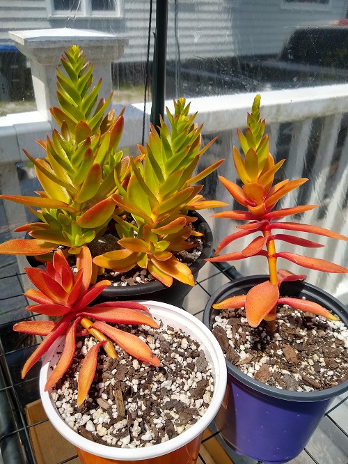Try a Little Stress (Just a Little!) for succulents
