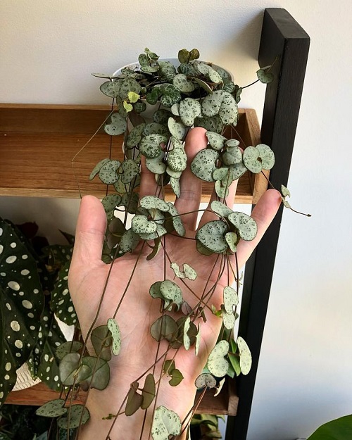 untangle  String of Hearts 