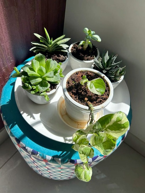 indirect light for succulents
