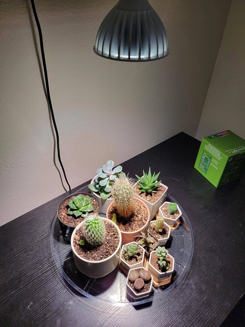 Make a Succulent Bloom Faster 3