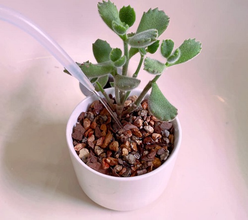 watering Tips for Succulents This Summer 