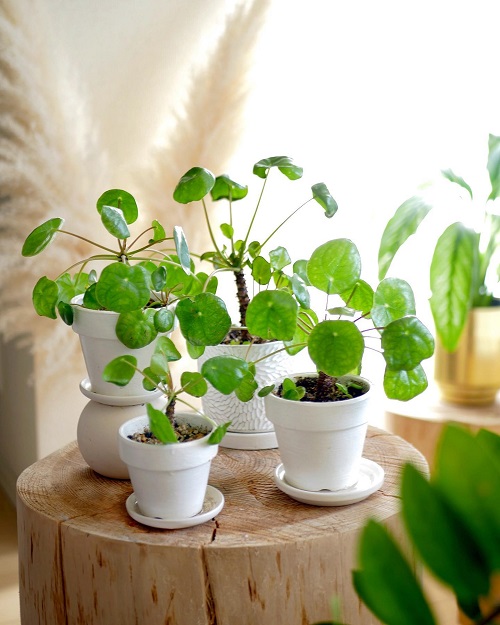 Beautiful Chinese Money Plant Display 7