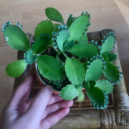 fertilize Mother of Thousands 