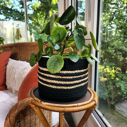 Beautiful Chinese Money Plant Display 2