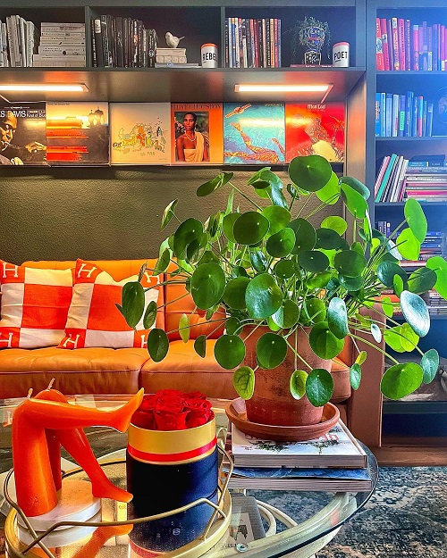 Beautiful Chinese Money Plant Display 1