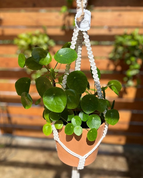 Beautiful Chinese Money Plant Display 3