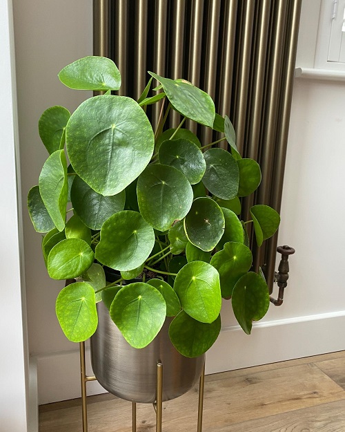 Beautiful Chinese Money Plant Display 4