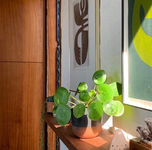 Beautiful Chinese Money Plant Display 5