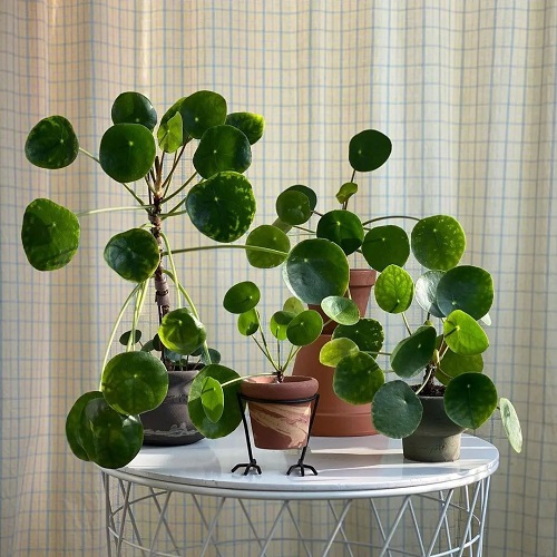 Beautiful Chinese Money Plant Display 6
