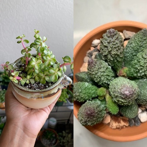 Succulents You Shouldn’t Grow Together 6