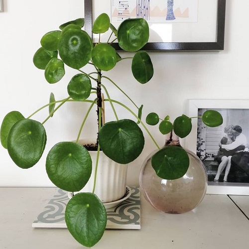 Inspiring Chinese Money Plant Display 5