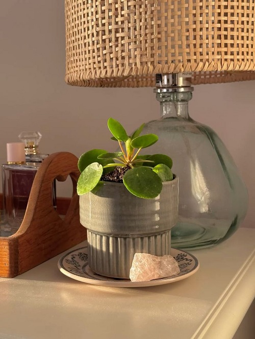 Trending Chinese Money Plant Display 1