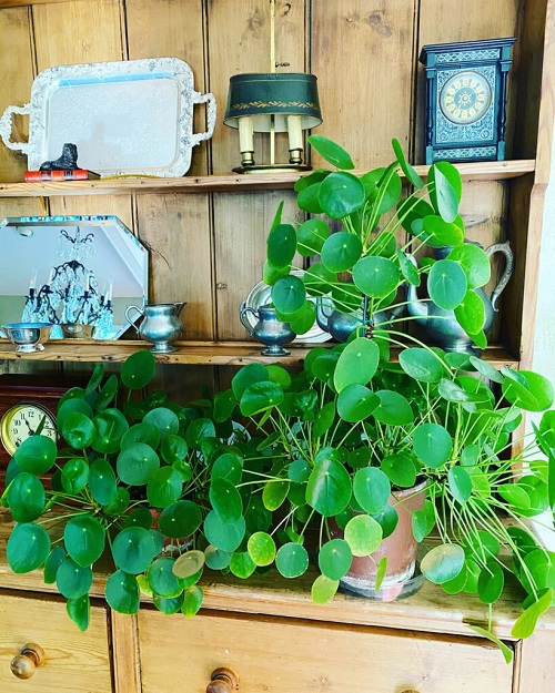 Trending Chinese Money Plant Display 3