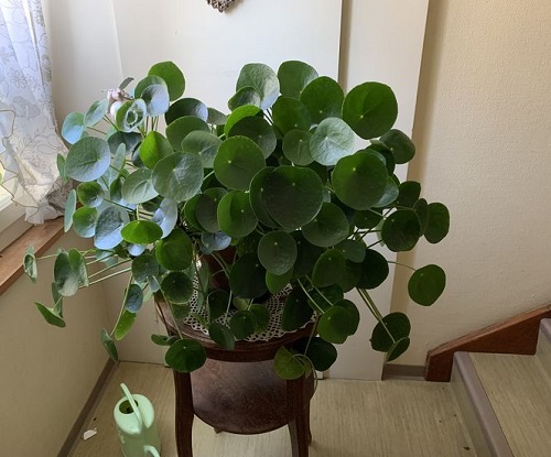 Trending Chinese Money Plant Display 4
