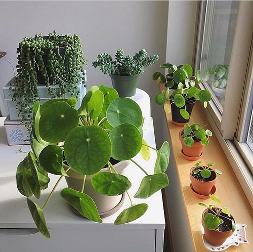 Trending Chinese Money Plant Display 5