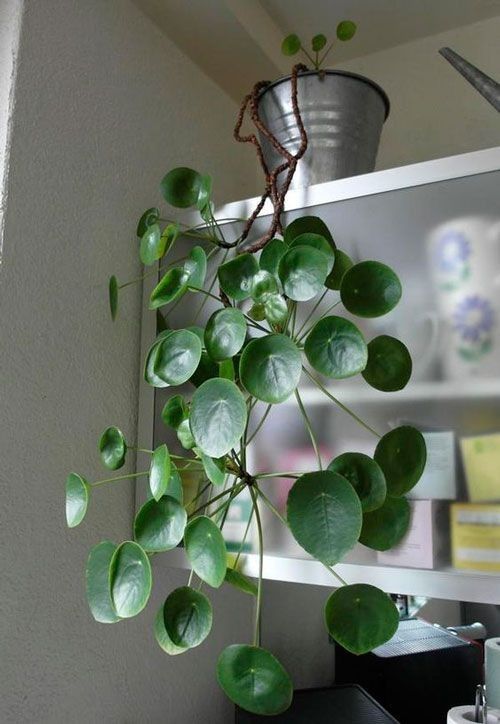 Trending Chinese Money Plant Display 6