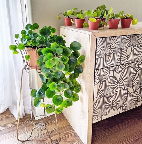 Chinese Money Plant Display Ideas 2
