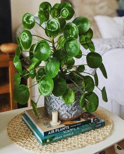Chinese Money Plant Display Ideas 3