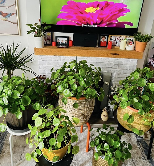 Chinese Money Plant Display Ideas 4