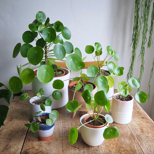 Chinese Money Plant Display Ideas 5