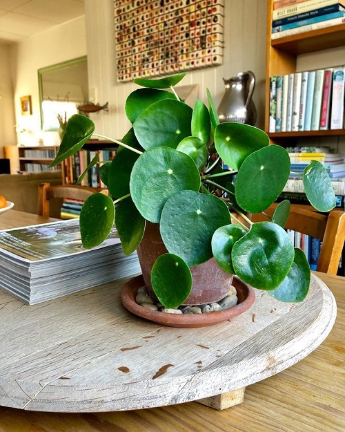 Inspiring Chinese Money Plant Display 1
