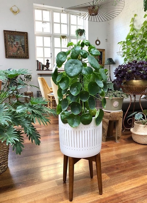 Inspiring Chinese Money Plant Display 2
