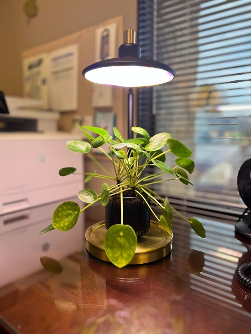 Inspiring Chinese Money Plant Display 3