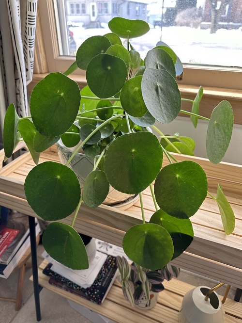 Inspiring Chinese Money Plant Display 4