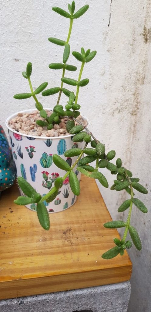 Spiky Succulents That Are Surprisingly Easy to Handle