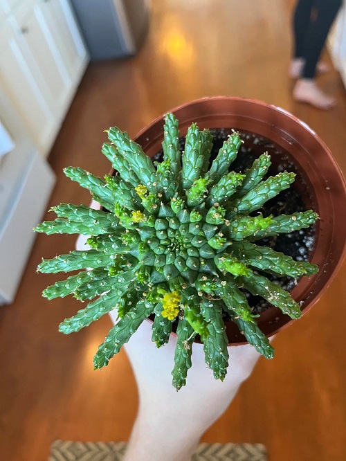 Cactus  Looking like Sea Creatures 3