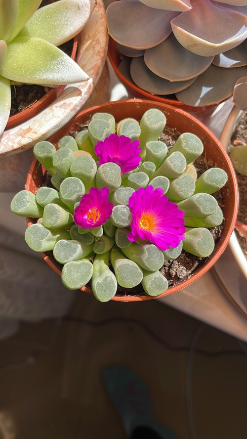 Baby Toes