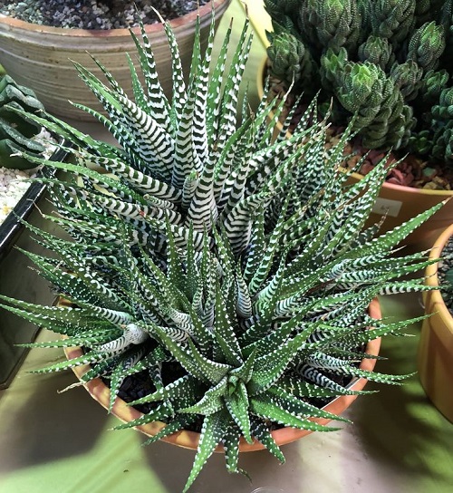 Haworthia Bonsai Ideas 10
