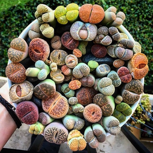Living Stone indoor