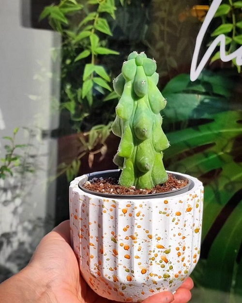 Cactus Varieties that Look like Sea Creatures 3
