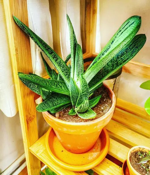 Ox Tongue plant