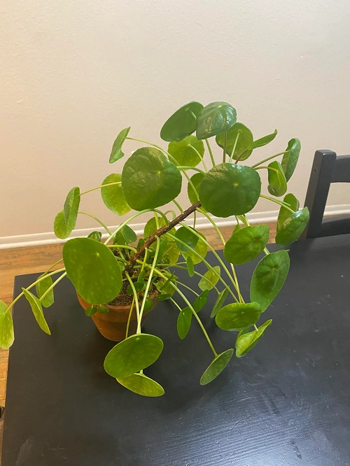 Is Your Pilea Leaning to One Side 3