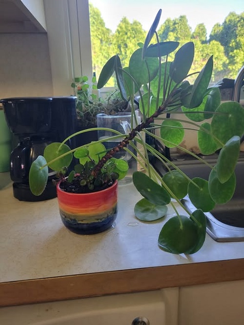 Is Your Pilea Leaning to One Side 2